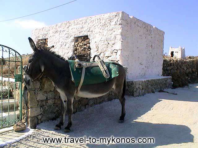 In the past the donkey,was the main means of transport.  